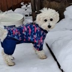 Подробнее об объявлении «Пропала собака кобель вознаграждение 40тысяч рублей Обнинск» Фото: пропала собака  «Пропала собака кобель вознаграждение 40тысяч...» в г. Обнинск