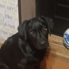 Подробнее об объявлении «Пропала собака кобель Могилев» Фото: пропала собака Лабрадор ретривер «Пропала собака кобель Могилев» в г. Могилев