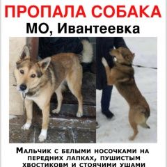Подробнее об объявлении «Пропала собака кобель Ивантеевка (Московская обл.)» Фото: пропала собака  «Пропала собака кобель Ивантеевка (Московская обл.)» в г. Ивантеевка (Московская обл.)