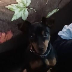 Подробнее об объявлении «Пропала собака кобель пинчер, кобель Электроугли» Фото: пропала собака Цвергпинчер (Карликовый пинчер) «Пропала собака кобель пинчер, кобель Электроугли» в г. Электроугли