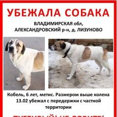 Подробнее об объявлении «Карабаново Пропала собака кобель д. лизуново белый с рыжими» Фото: пропала собака  «Карабаново Пропала собака кобель д. лизуново...» в г. Карабаново