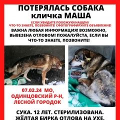 Подробнее об объявлении «Пропала собака розыск Лесной Городок» Фото: пропала собака  «Пропала собака розыск Лесной Городок» в г. Лесной Городок