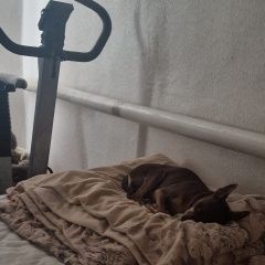 Подробнее об объявлении «Пропала собака той терьер Новокубанск» Фото: пропала собака Той-терьер «Пропала собака той терьер Новокубанск» в г. Новокубанск