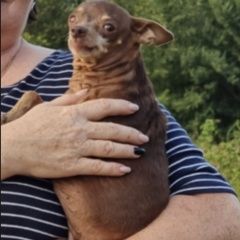 Подробнее об объявлении «Пропала собака той терьер Новокубанск» Фото: пропала собака  «Пропала собака той терьер Новокубанск» в г. Новокубанск