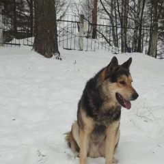 Подробнее об объявлении «Пропала собака кобель помогите найти собаку. Кинешма» Фото: пропала собака Среднеазиатская овчарка «Пропала собака кобель помогите найти собаку....» в г. Кинешма