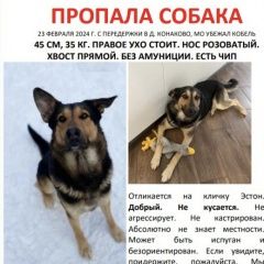 Подробнее об объявлении «Троицк Пропала собака кобель» Фото: пропала собака  «Троицк Пропала собака кобель» в г. Троицк