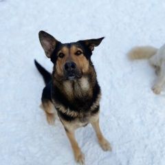 Подробнее об объявлении «Троицк Пропала собака кобель убежал метис овчарки в конаково» Фото: пропала собака  «Троицк Пропала собака кобель убежал метис...» в г. Троицк