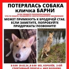 Подробнее об объявлении «Пропала собака кобель Загорянский» Фото: пропала собака  «Пропала собака кобель Загорянский» в г. Загорянский