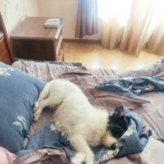 Подробнее об объявлении «Кстово Пропала собака кобель джек» Фото: пропала собака Джек рассел терьер «Кстово Пропала собака кобель джек» в г. Кстово