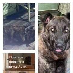 Подробнее об объявлении «Севастополь Пропала собака кобель по кличке арчи» Фото: пропала собака  «Севастополь Пропала собака кобель по кличке арчи» в г. Севастополь