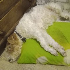 Подробнее об объявлении «Пропала собака кобель Ульяновск» Фото: пропала собака Фокстерьер «Пропала собака кобель Ульяновск» в г. Ульяновск