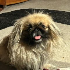 Подробнее об объявлении «Пропала собака прошу помощи Асбест» Фото: пропала собака Пекинес «Пропала собака прошу помощи Асбест» в г. Асбест