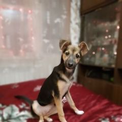 Подробнее об объявлении «Пропала собака Коломна» Фото: пропала собака  «Пропала собака Коломна» в г. Коломна