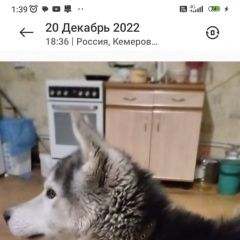 Подробнее об объявлении «Пропала собака кобель хаски белосерый тёмный Кемерово» Фото: пропала собака Сибирская хаски «Пропала собака кобель хаски белосерый тёмный...» в г. Кемерово
