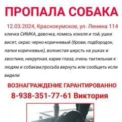 Подробнее об объявлении «Пропала собака в селе краснокумском Георгиевск» Фото: пропала собака  «Пропала собака в селе краснокумском Георгиевск» в г. Георгиевск
