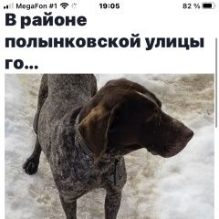Подробнее об объявлении «Пропала собака кобель курцхаар кобель кличка бим Тамбов» Фото: пропала собака Курцхаар «Пропала собака кобель курцхаар кобель кличка...» в г. Тамбов