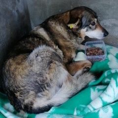 Подробнее об объявлении «Пропала собака розыск собаки за большое вознаграждение Лесной Городок» Фото: пропала собака  «Пропала собака розыск собаки за большое...» в г. Лесной Городок