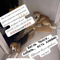 Подробнее об объявлении «Люберцы Пропала собака кобель бигль» Фото: пропала собака Бигль «Люберцы Пропала собака кобель бигль» в г. Люберцы