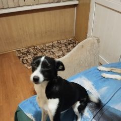 Подробнее об объявлении «Пропала собака пожалуйста помогите найти боню Бишкек» Фото: пропала собака  «Пропала собака пожалуйста помогите найти боню...» в г. Бишкек