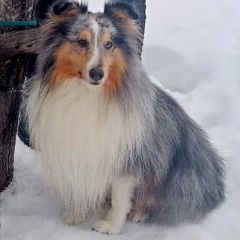Подробнее об объявлении «Пропала собака кобель Новодвинск» Фото: пропала собака Шелти «Пропала собака кобель Новодвинск» в г. Новодвинск