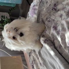 Подробнее об объявлении «Пропала собака кобель район мжк солнечный, косарева Гомель» Фото: пропала собака  «Пропала собака кобель район мжк солнечный,...» в г. Гомель