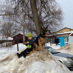 Подробнее об объявлении «Пропала собака. Куровское» Фото: пропала собака Немецкая овчарка «Пропала собака. Куровское» в г. Куровское