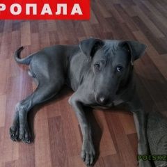 Подробнее об объявлении «Пропала собака кобель тайский риджбек, месяцев Химки» Фото: пропала собака  «Пропала собака кобель тайский риджбек, месяцев...» в г. Химки