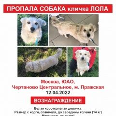 Подробнее об объявлении «Пропала собака Москва» Фото: пропала собака  «Пропала собака Москва» в г. Москва