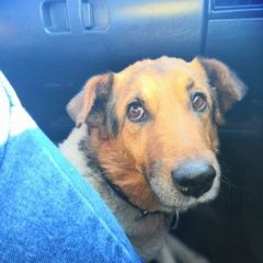 Подробнее об объявлении «Пропала собака кобель Смоленск» Фото: пропала собака Джек рассел терьер «Пропала собака кобель Смоленск» в г. Смоленск