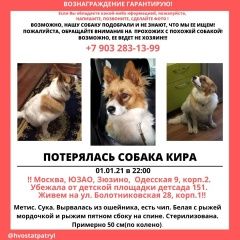 Подробнее об объявлении «Пропала собака кира. помогите Москва» Фото: пропала собака  «Пропала собака кира. помогите Москва» в г. Москва