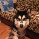 Подробнее об объявлении «Подольск Пропала собака» Фото: пропала собака Сибирская хаски «Подольск Пропала собака» в г. Подольск