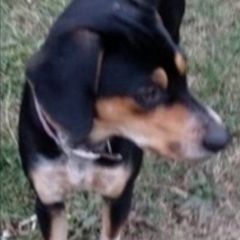 Подробнее об объявлении «Геленджик Пропала собака кобель» Фото: пропала собака  «Геленджик Пропала собака кобель» в г. Геленджик