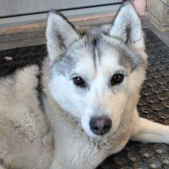 Подробнее об объявлении «Пропала собака хаски или лайка Верхний Услон» Фото: пропала собака  «Пропала собака хаски или лайка Верхний Услон» в г. Верхний Услон