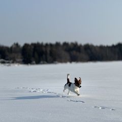 Подробнее об объявлении «Выборг Пропала собака кобель, бело-коричневый, джек-рассел» Фото: пропала собака Джек рассел терьер «Выборг Пропала собака кобель, бело-коричневый,...» в г. Выборг
