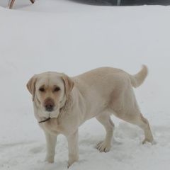 Подробнее об объявлении «Набережные Челны Пропала собака пожалуйста помогите найти собаку» Фото: пропала собака Лабрадор ретривер «Набережные Челны Пропала собака пожалуйста...» в г. Набережные Челны