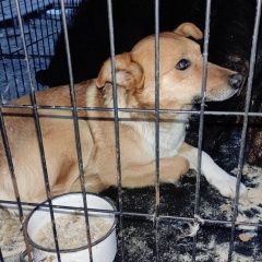 Подробнее об объявлении «Пропала собака кобель петушинский рн, костерёво и ближ деревни Петушки» Фото: пропала собака  «Пропала собака кобель петушинский рн, костерёво...» в г. Петушки