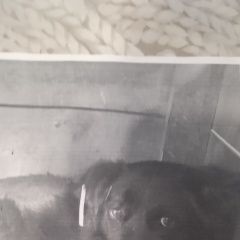 Подробнее об объявлении «Усолье-Сибирское (Иркутская обл.) Пропала собака убежал любимый зверь» Фото: пропала собака  «Усолье-Сибирское (Иркутская обл.) Пропала...» в г. Усолье-Сибирское (Иркутская обл.)