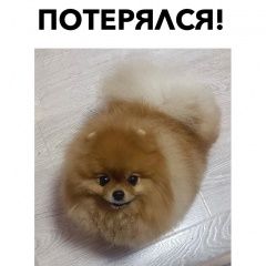 Подробнее об объявлении «Пропала собака кобель Всеволожск» Фото: пропала собака Померанский шпиц «Пропала собака кобель Всеволожск» в г. Всеволожск