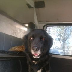 Подробнее об объявлении «Пропала собака это миша Южно-Сахалинск» Фото: пропала собака  «Пропала собака это миша Южно-Сахалинск» в г. Южно-Сахалинск