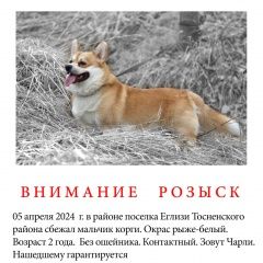 Подробнее об объявлении «Пропала собака кобель ищем собаку Тосно» Фото: пропала собака Вельш корги «Пропала собака кобель ищем собаку Тосно» в г. Тосно