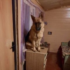 Подробнее об объявлении «Пропала собака немка. деревня ондвор/козынево Великий Новгород (Новгород)» Фото: пропала собака Немецкая овчарка «Пропала собака немка. деревня ондвор/козынево...» в г. Великий Новгород (Новгород)