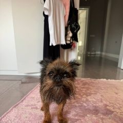 Подробнее об объявлении «Белгород Пропала собака» Фото: пропала собака  «Белгород Пропала собака» в г. Белгород