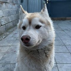 Подробнее об объявлении «Орск Пропала собака кобель пес» Фото: пропала собака  «Орск Пропала собака кобель пес» в г. Орск