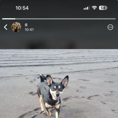 Подробнее об объявлении «Елизово (Камчатская обл.) Пропала собака кобель» Фото: пропала собака Той-терьер «Елизово (Камчатская обл.) Пропала собака кобель» в г. Елизово (Камчатская обл.)