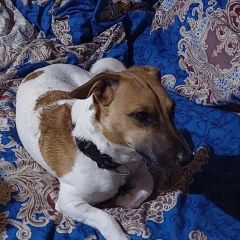 Подробнее об объявлении «Пропала собака кобель Софрино» Фото: пропала собака Джек рассел терьер «Пропала собака кобель Софрино» в г. Софрино