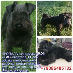 Подробнее об объявлении «Пропала собака Ангарск» Фото: пропала собака Цвергшнауцер «Пропала собака Ангарск» в г. Ангарск