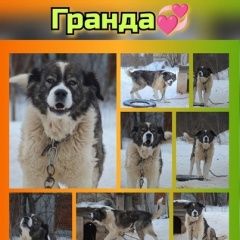 Подробнее об объявлении «Пропала собака гранда, похожа на кавказскую овчарку Завьялово Удмуртия» Фото: пропала собака Кавказская овчарка «Пропала собака гранда, похожа на кавказскую...» в г. Завьялово Удмуртия