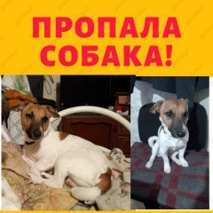 Подробнее об объявлении «Пропала собака кобель Софрино» Фото: пропала собака Джек рассел терьер «Пропала собака кобель Софрино» в г. Софрино