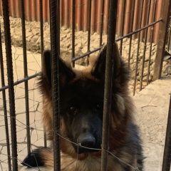 Подробнее об объявлении «Шымкент (Чимкент) Пропала собака овчарка» Фото: пропала собака Немецкая овчарка «Шымкент (Чимкент) Пропала собака овчарка» в г. Шымкент (Чимкент)