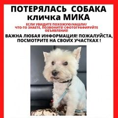 Подробнее об объявлении «Лобня Пропала собака помогите найти собаку» Фото: пропала собака Вест хайленд уайт терьер «Лобня Пропала собака помогите найти собаку» в г. Лобня